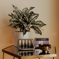 Manifest Magic Incense Blend Kit Incense & Holders -Incense V50