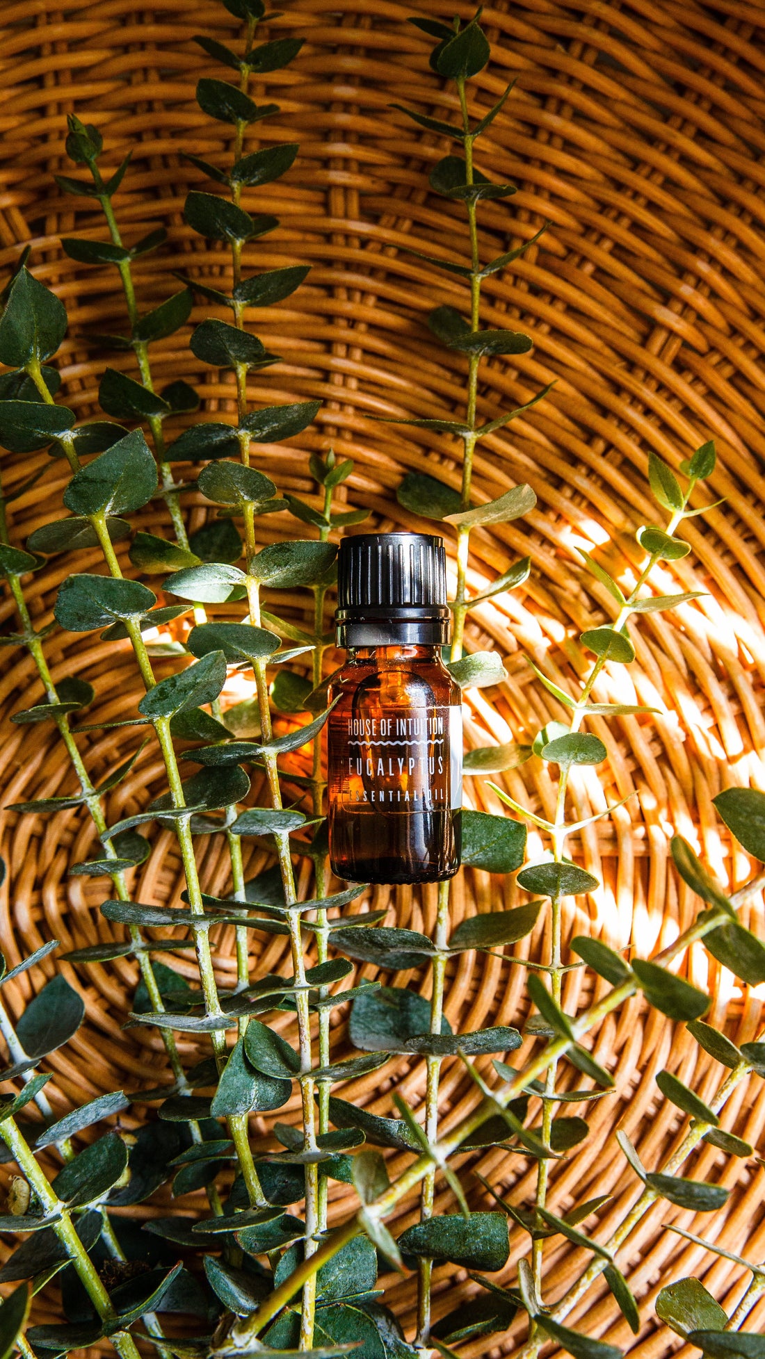 Eucalyptus Essential Oil Incense & Holders -Essential Oil V50