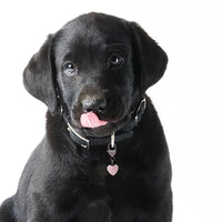 Pet Charm - "Harmony" Charms & Pendants -Pet Whse