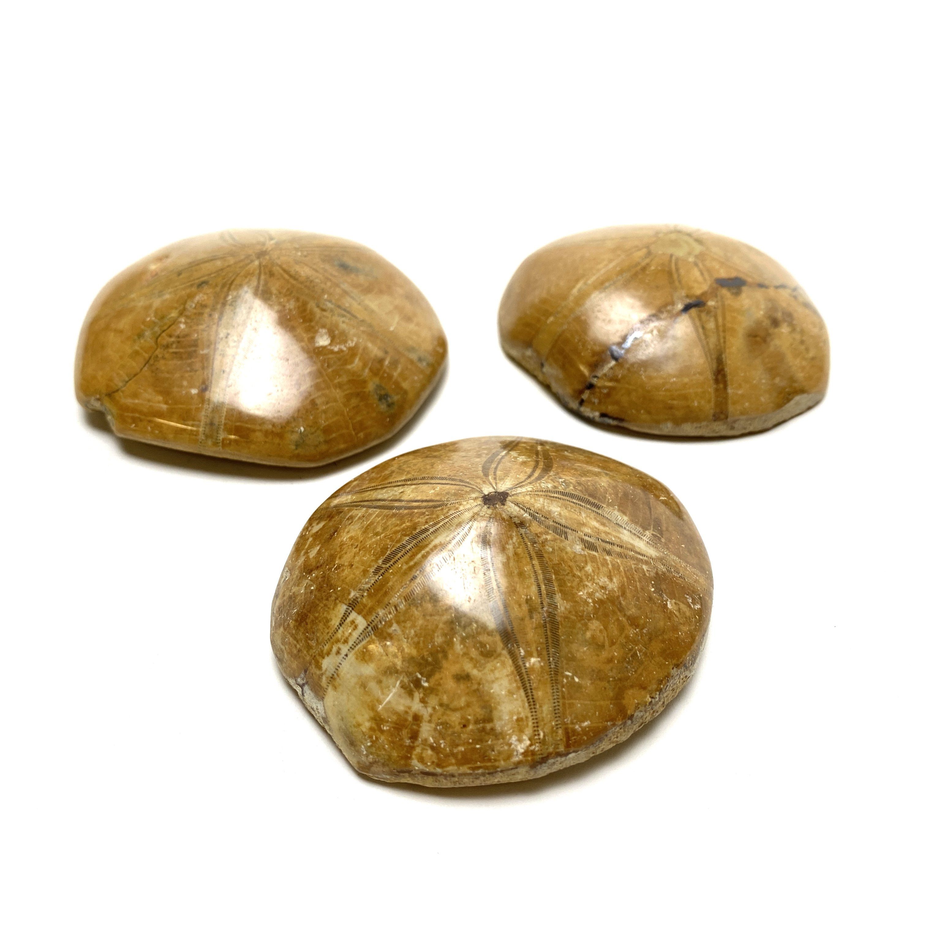 Fossilized Sand Dollar – House of Intuition Inc