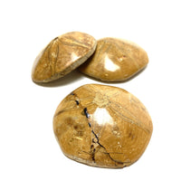 Fossilized Sand Dollar Fossilized Sand Dollars Crystals A. $10.00