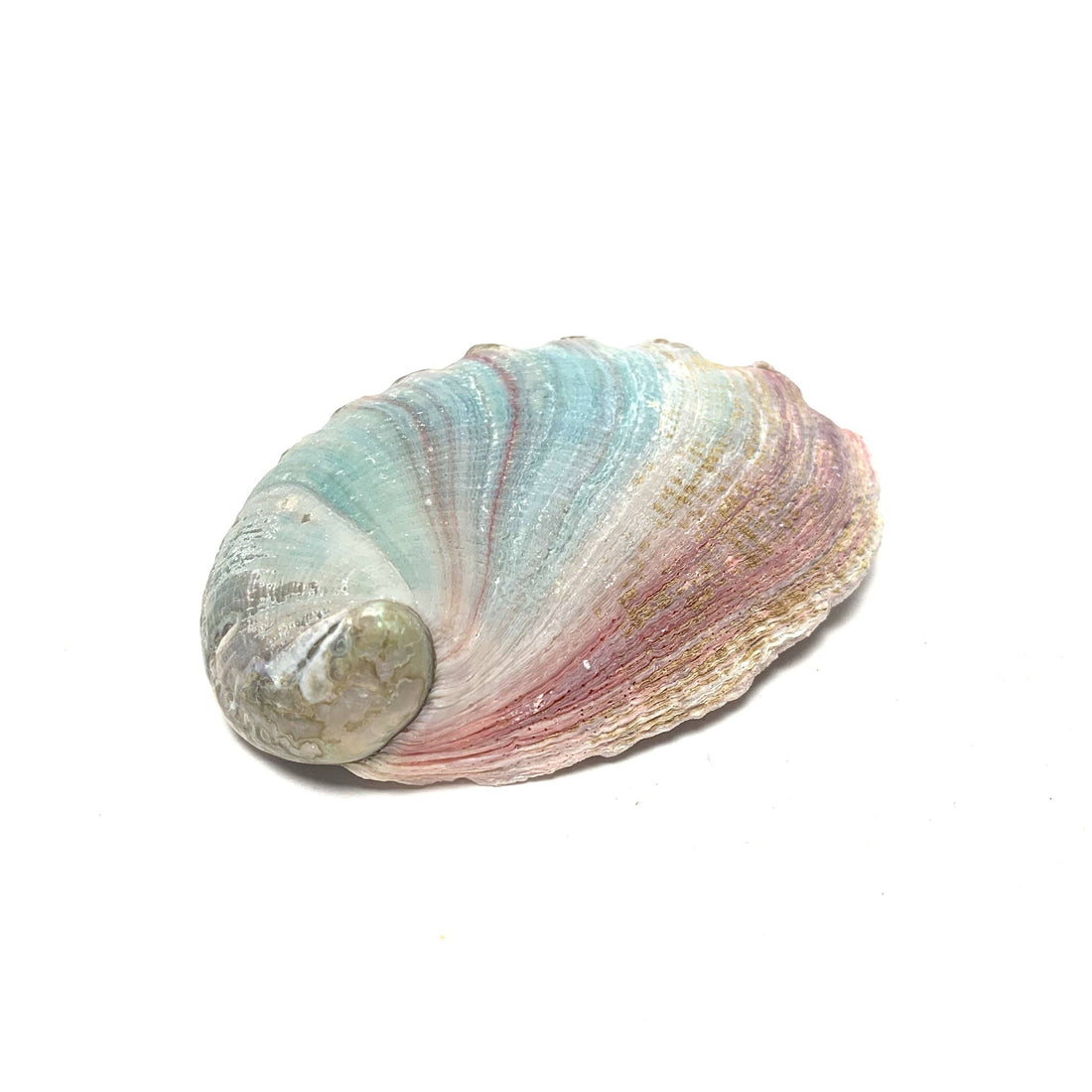 Abalone Shell & Mini Sage Smudge Bundles House of Intuition