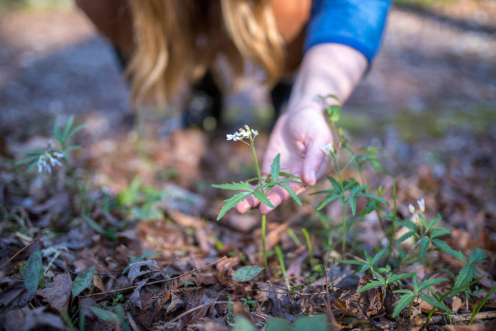 PLANT TALK: LAUREN HAYNES OF WOODEN SPOON HERBS