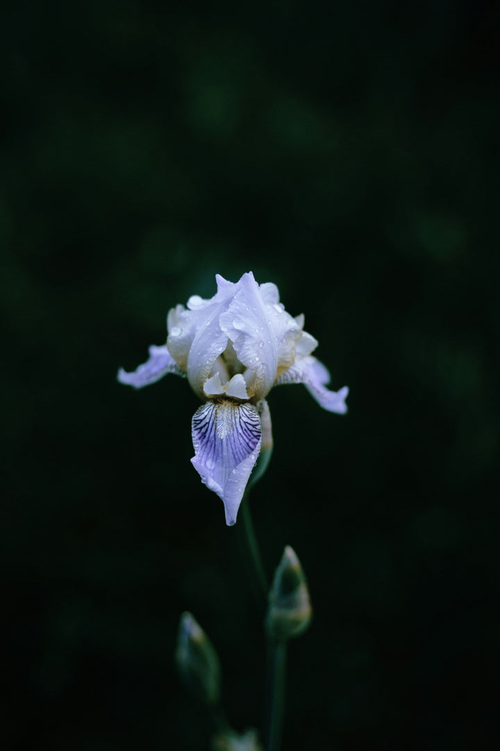 January 30: Imbolc Iris Ritual: Awaken Your Spring's Light