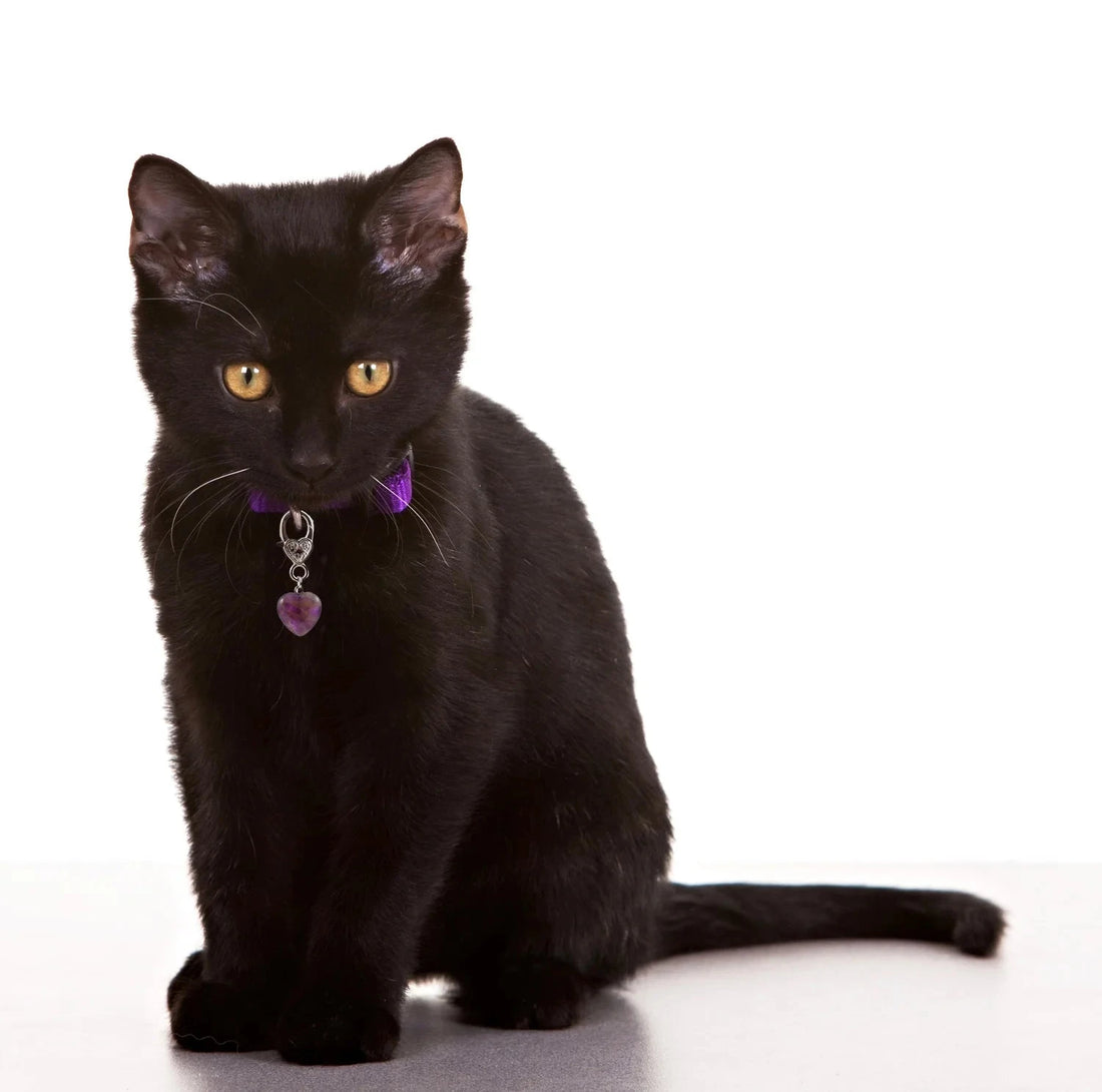 Pet Charm - "Protection" Charms & Pendants -Pet Whse 