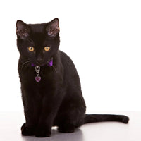 Pet Charm - "Protection" Charms & Pendants -Pet Whse 