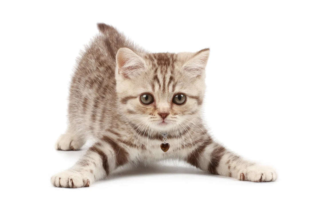 Pet Charm - "Training" Charms & Pendants -Pet Whse 