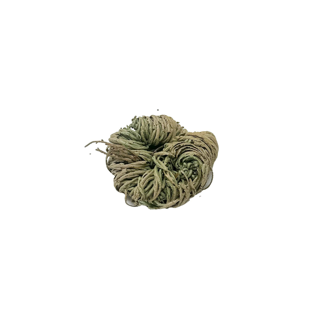 Rose of Jericho House of Intuition Inc 