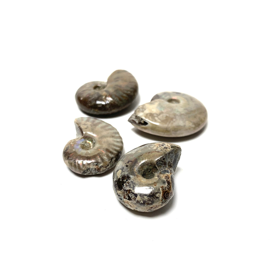 Ammonite Ammonite Crystals A. $3.00 